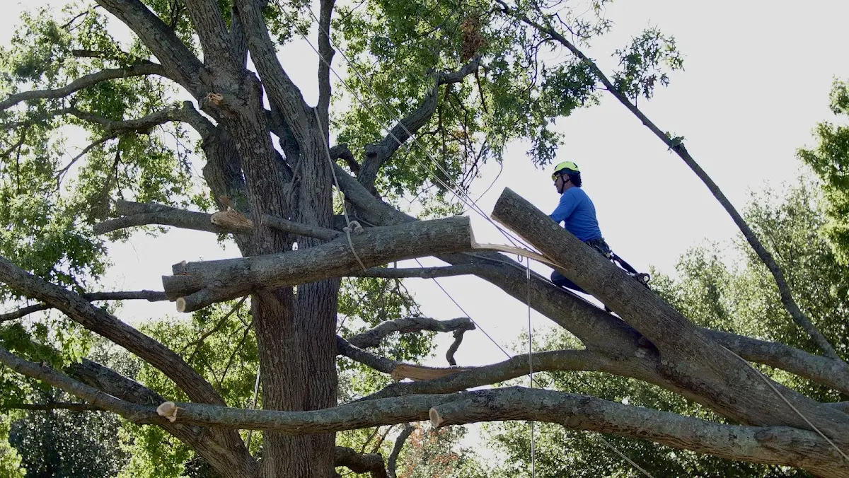 Professional Crown Thinning performed by certified arborists in Hooper